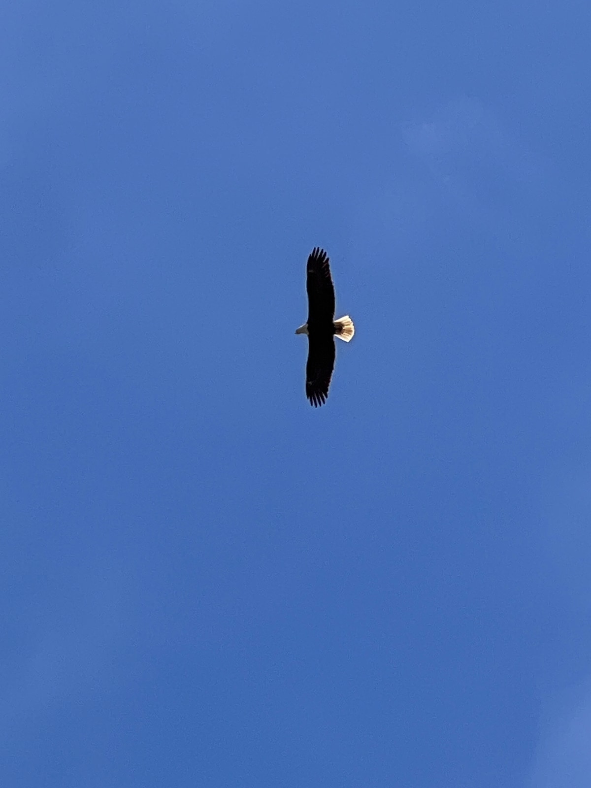 secluded-open-air-cabin-spring-fed-swimming-pond/