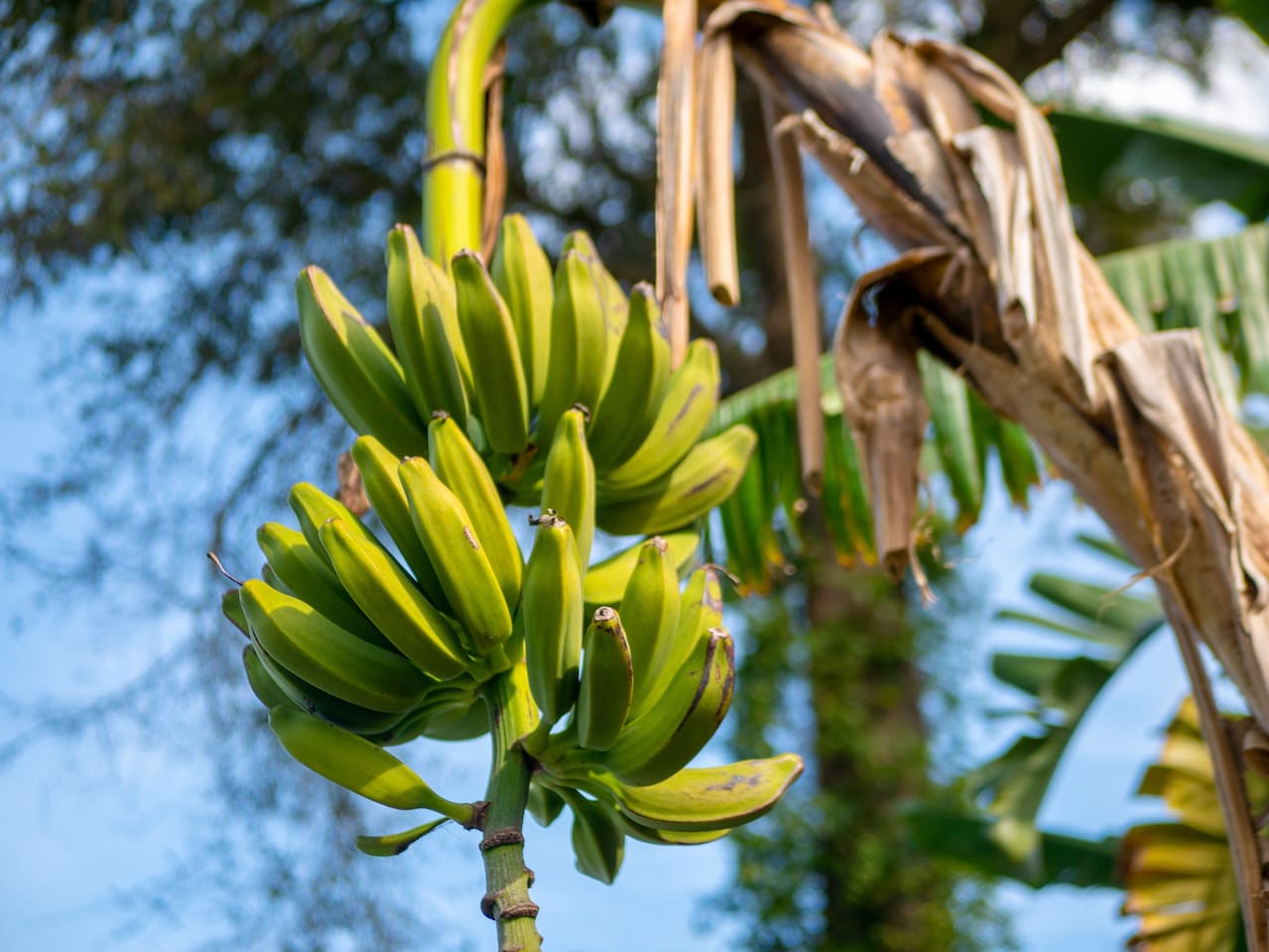 Pick fresh bananas from one of the banana trees on the property - Palm Grove: Endless summers! Cozy home, heated pool, near Mayo - Jacksonville Beach