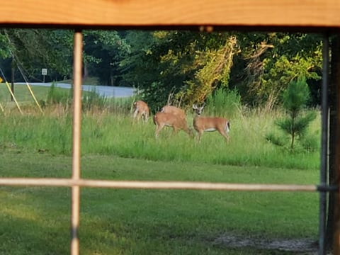Pics were taken from the deck at the campsite. 