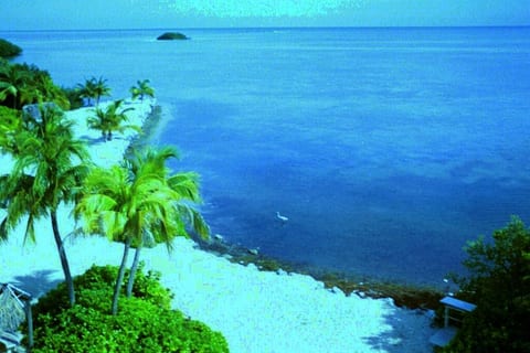 Forever changing tropical colors