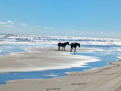 Same 2 stallions taking a break on the sand bar - October 2024
