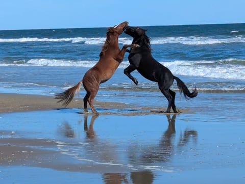 Host photo of 2 stallions fighting on the 4x4 beach near the Virginia border in late October 2024