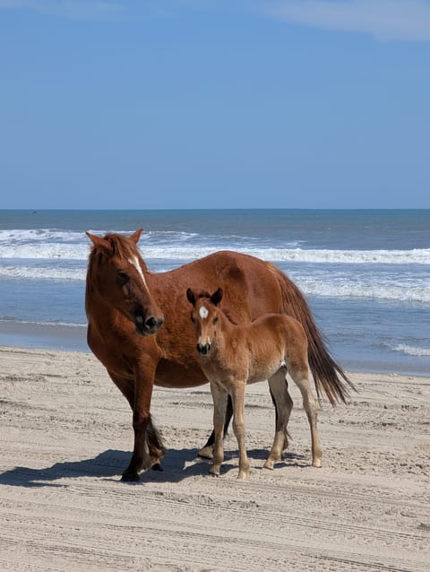 Mommy with her month old Colt on the 4x4 beach April 2026.