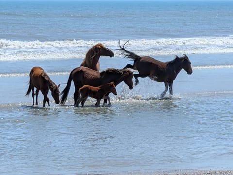 Host captured this photo April 2026 on the 4x4 beach.  Spectacular!!