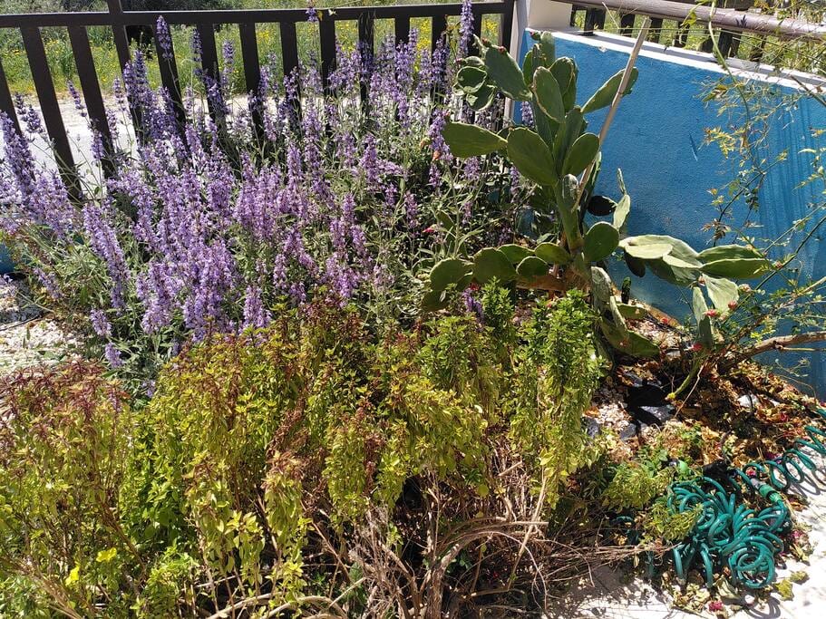 Photo from 2022 and the herb garden is full of power and you can choose from fennel, basel, rosemary, thym and eatable cactus