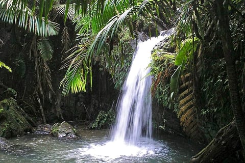 Explore the Rainforest trails, falls, pools and birds with a guide or on your own.