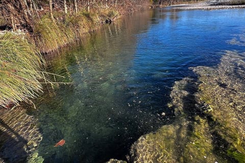 We just discovered this 10-15ft swimming hole a couple of months ago downriver about 500 or so feet. The picture was taken late evening and does this no justice. It's even more beautiful than the picture shows! This river is so fun to snorkel too!