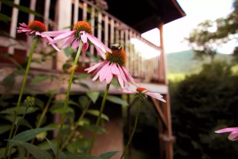 The last few years I have tried to add 10 or so new flowers to grow the visual impact along the driveway. One day I hope to have a good part of the yard covered. 