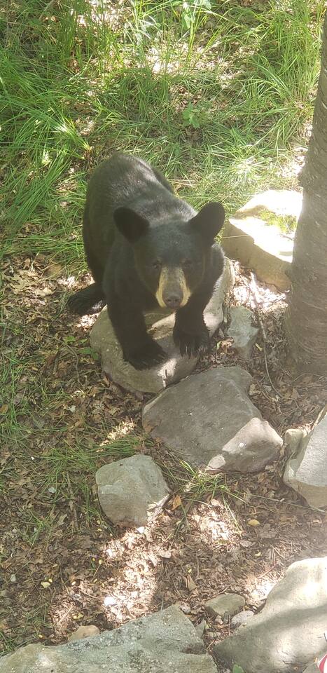 yogi stops by to say Hello! and ask to inspect our garbage...lol just say NO!