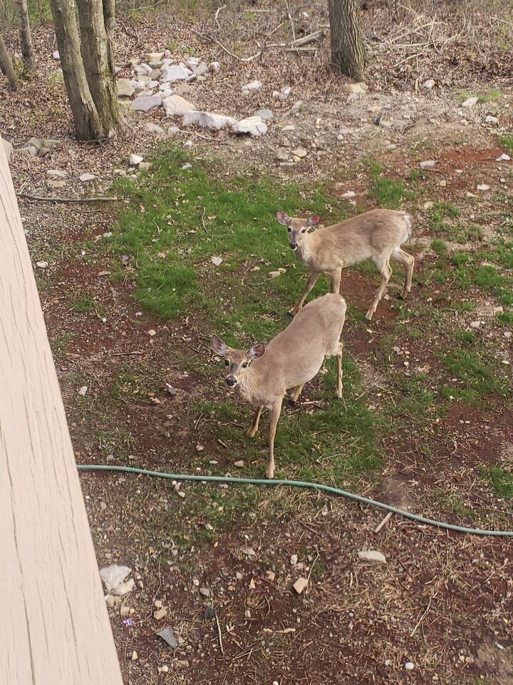 They come for dinner. This is sister Cupcake & Chocolate.