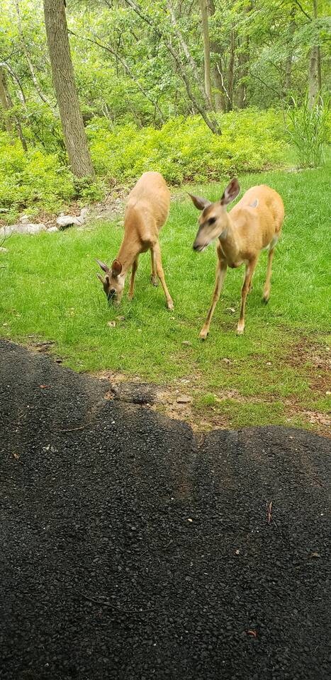 They come for breakfast...this is siblings Bambi & Princess.