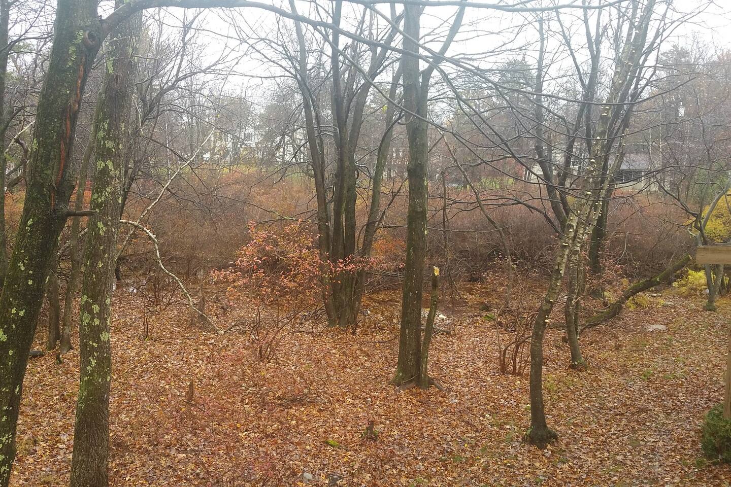 Our woods in the Fall...still private with a secluded feel!