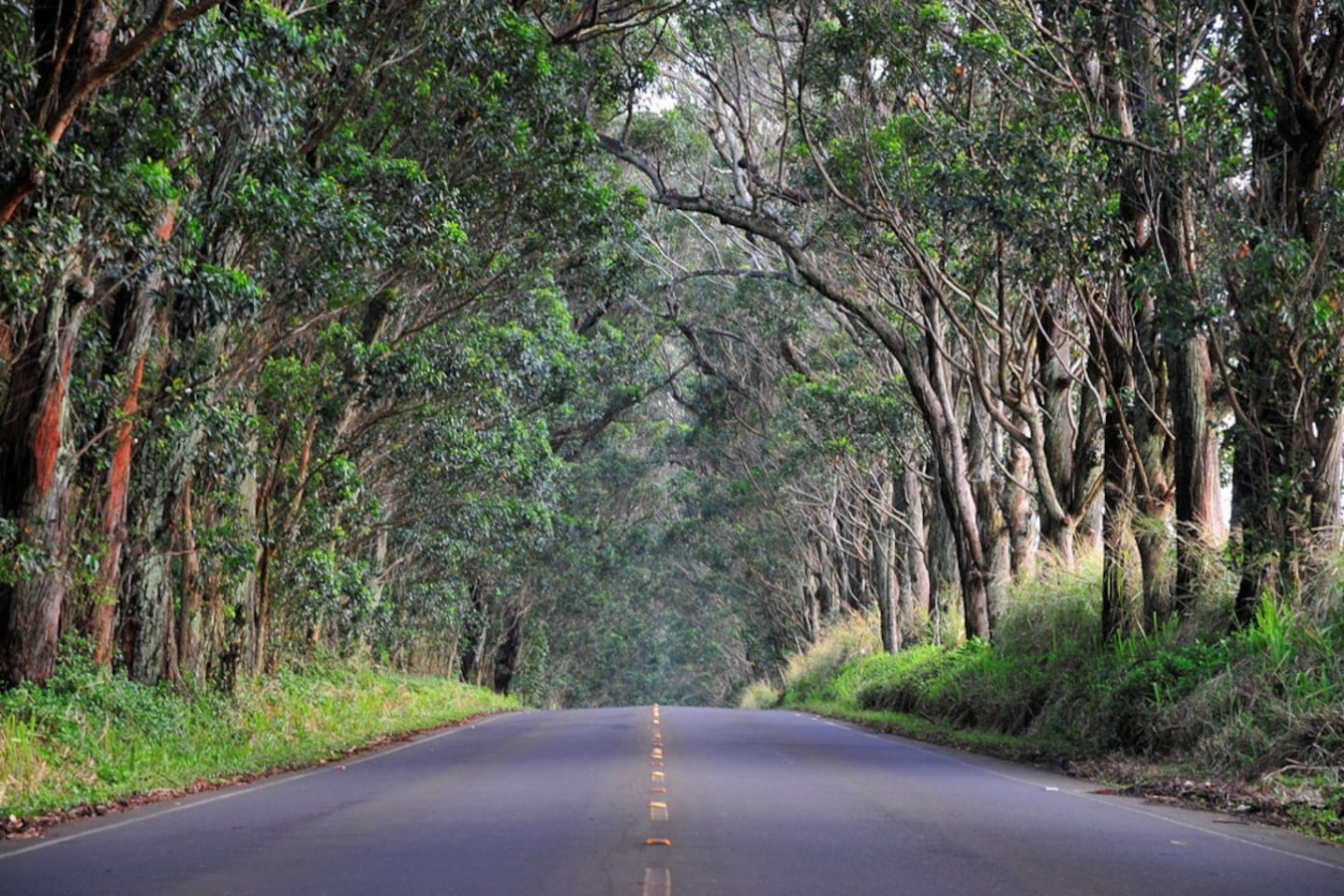Family Gathering-Walk to Beach• Pool •A/C, Sleep10 - Koloa Family Gathering-Walk to Beach• Pool •A/C, Sleep10 - Koloa