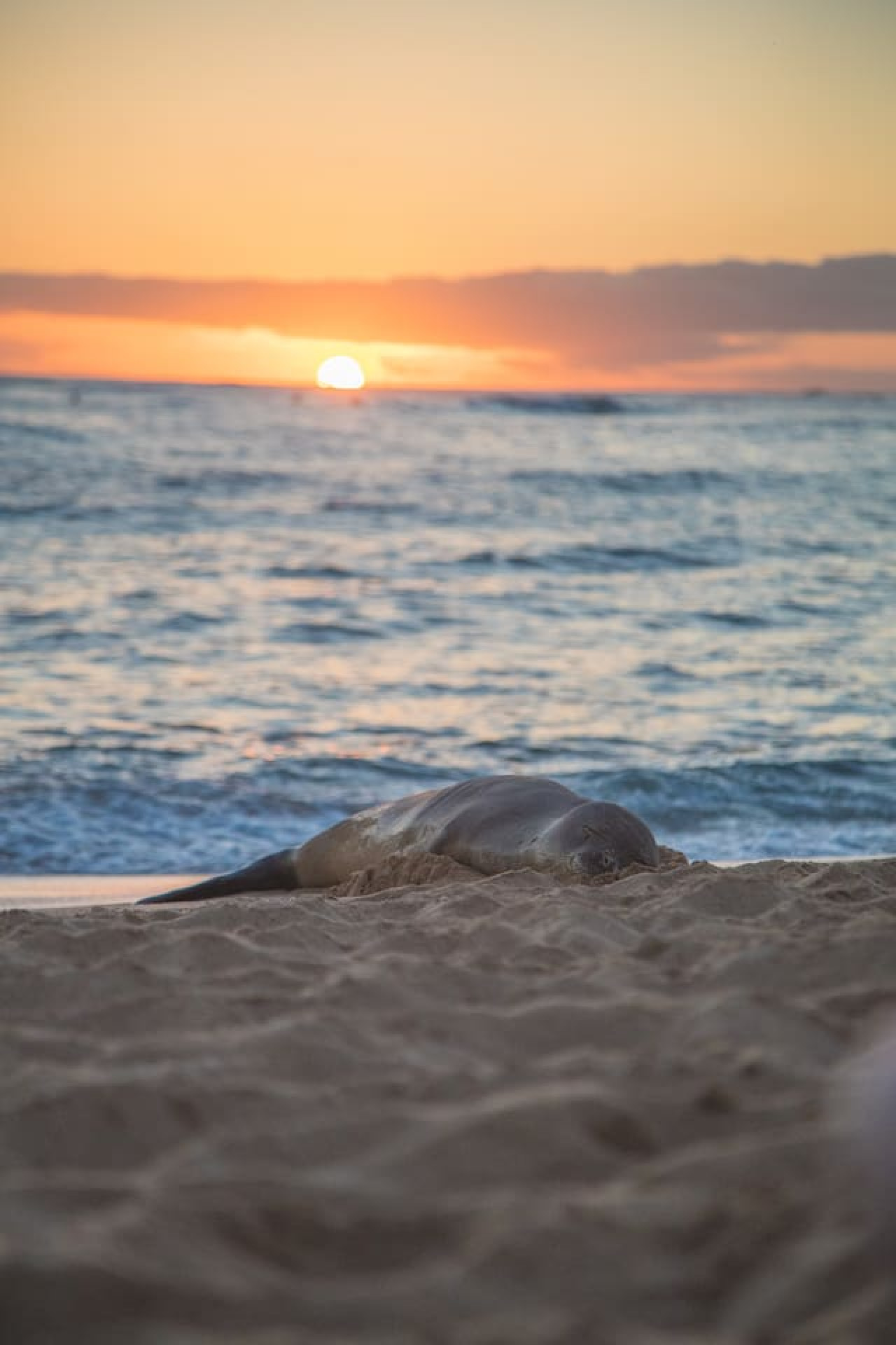 Family Gathering-Walk to Beach• Pool •A/C, Sleep10 - Koloa Family Gathering-Walk to Beach• Pool •A/C, Sleep10 - Koloa