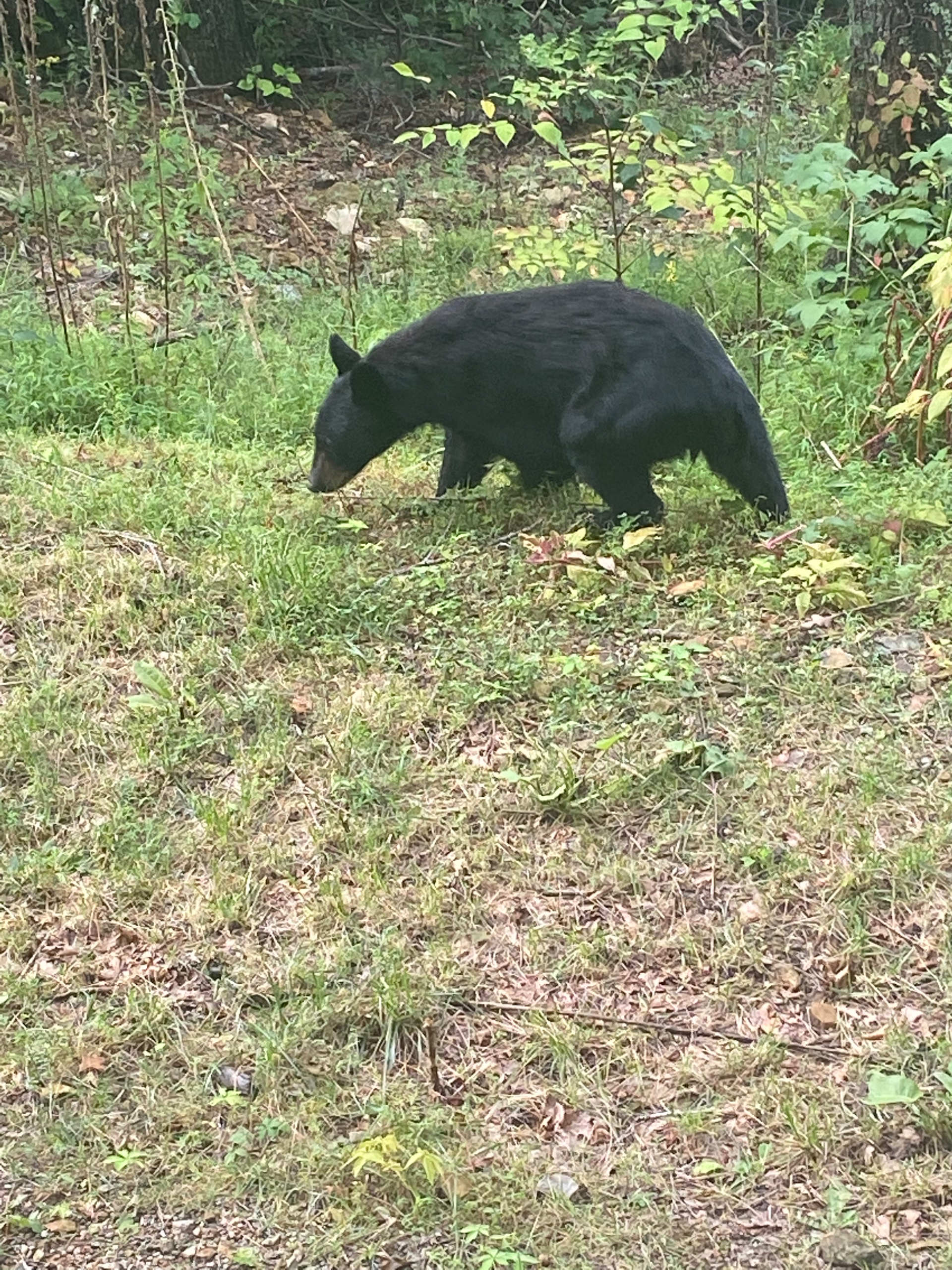 Wildlife viewing in your backyard