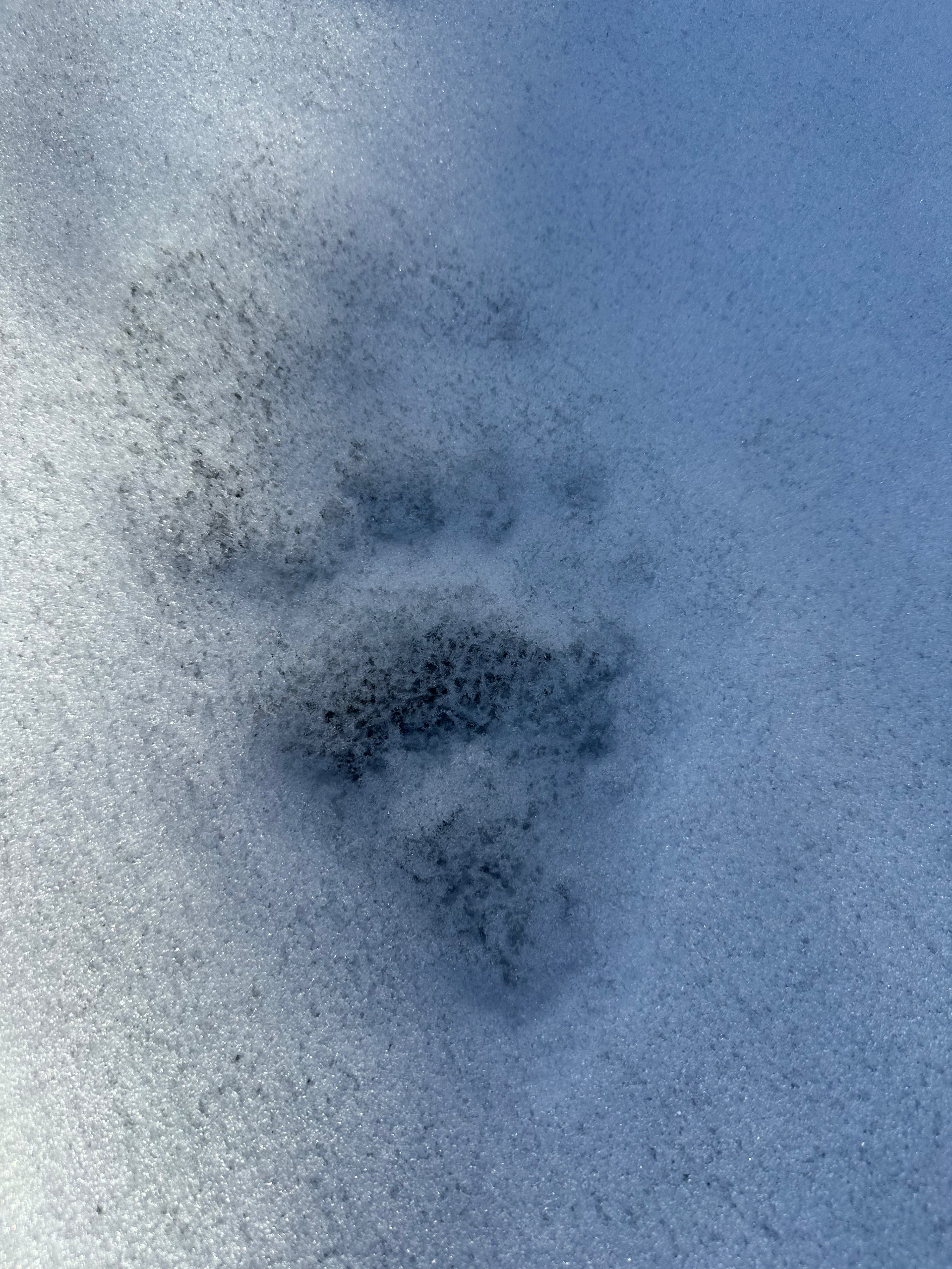 Bear track in the snow