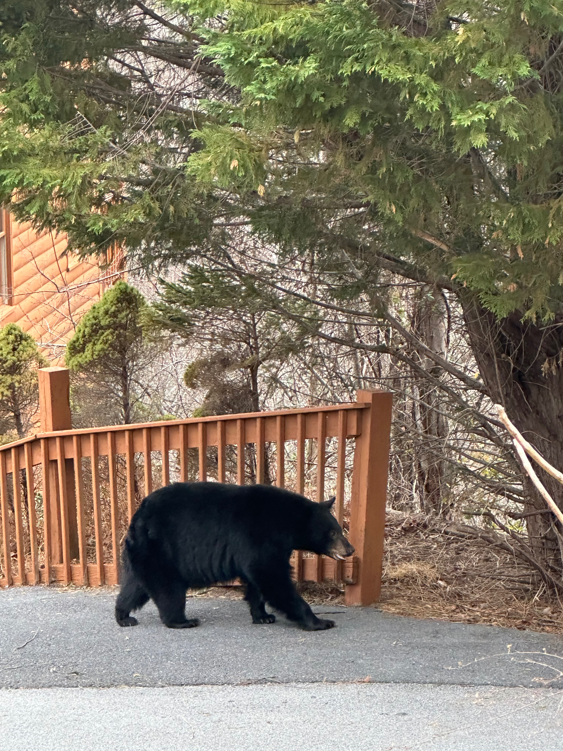 Bear Ridge Vista is named for its frequent visitors