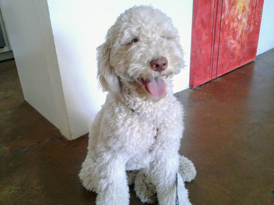 Charlie, our Bernedoodle Puppy (born12/5/19) is kept indoors but we do play in the shared courtyard often. He is very quiet but he is a big, friendly, gangling, goofy pup....so there's that. He does NOT potty in courtyard or on the "grass." - The Claremont 4|Mid-Century Chic & Restaurant Row - Phoenix