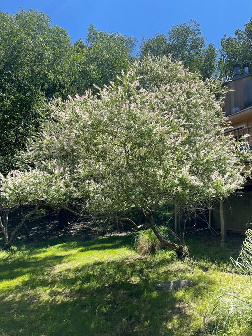 Our favorite tree in the front lawn. - Spacious Cabin with Private Covered Hot Tub - Albrightsville