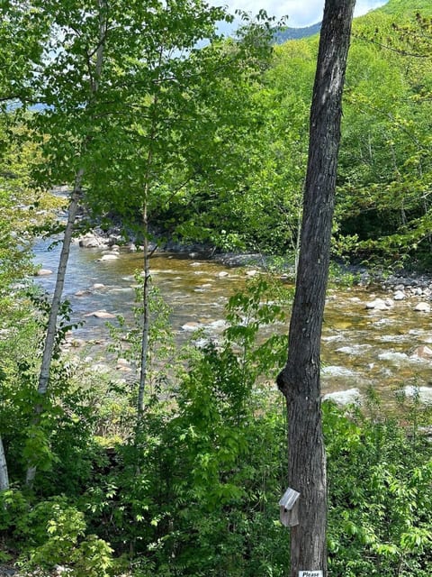 Early summer looking up the river from the deck