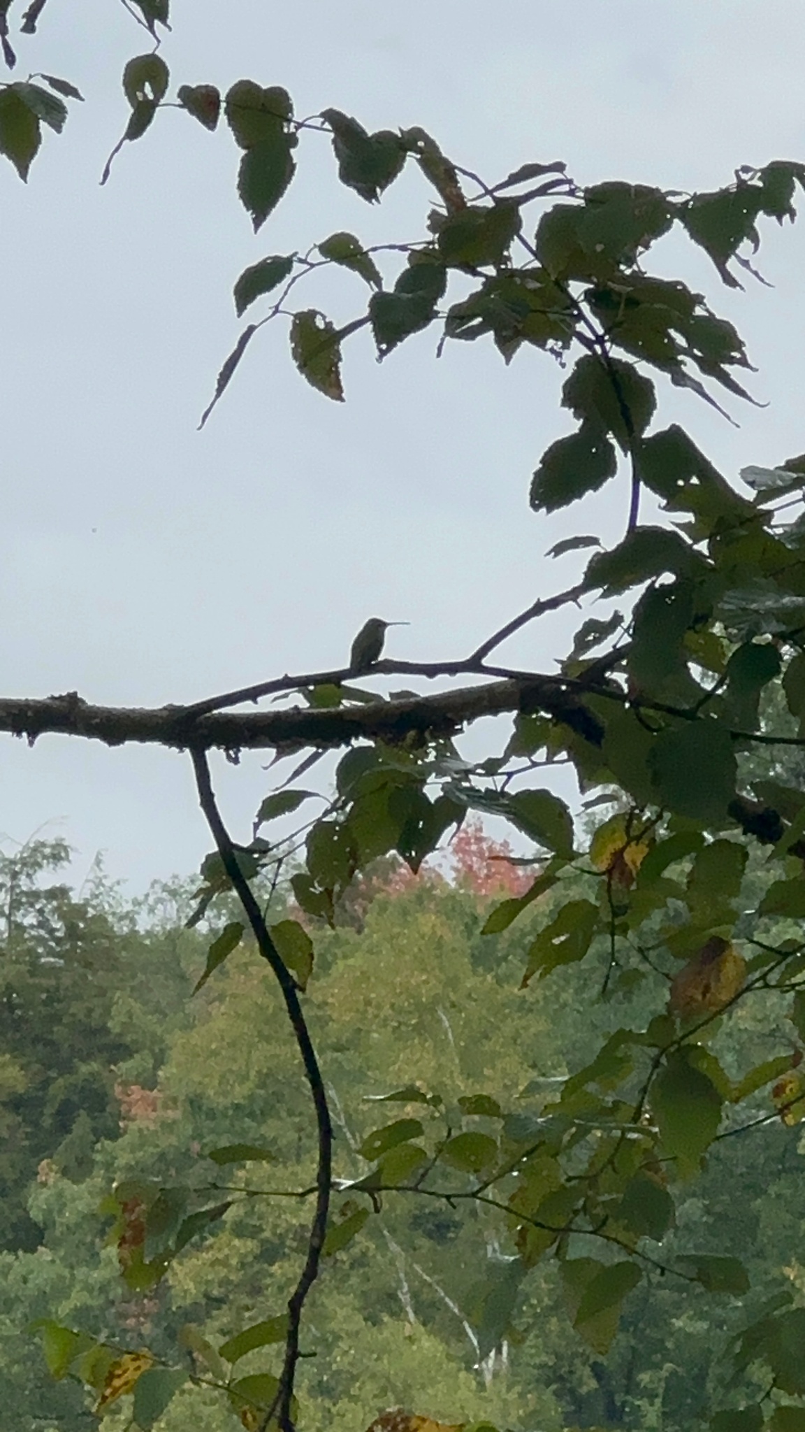 A delightful visitor!