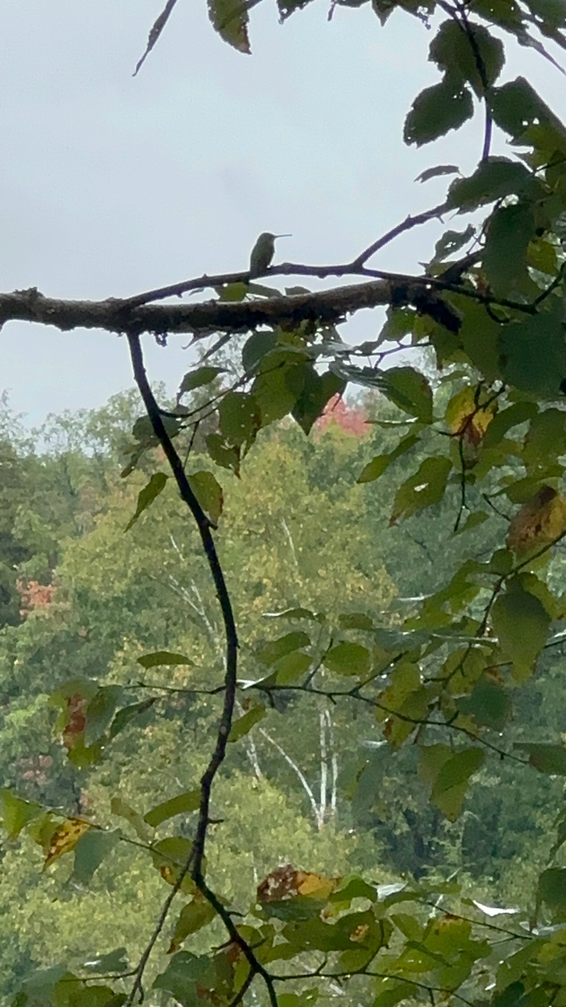Late August view from the deck as the hummingbirds migrate south. We are so lucky to have them with us all through the summer!