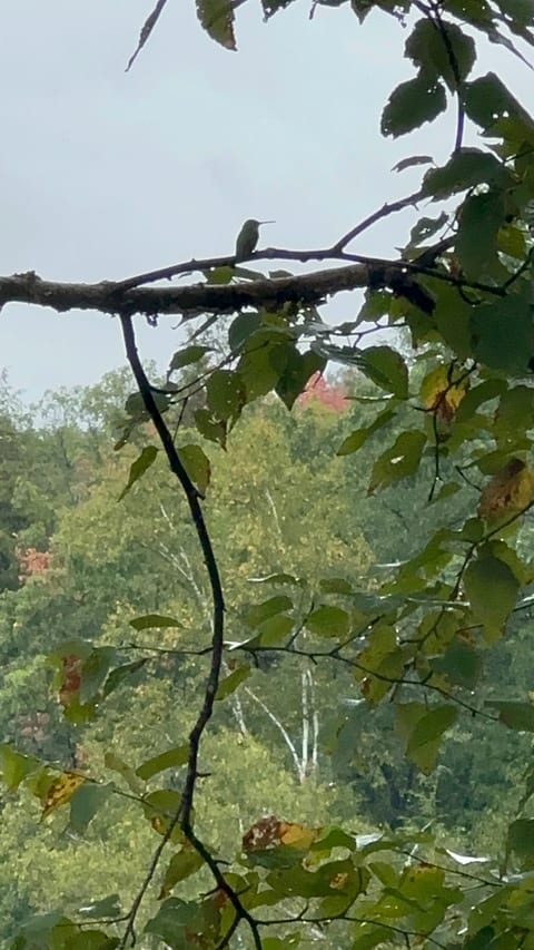 Late August view from the deck as the hummingbirds migrate south. We are so lucky to have them with us all through the summer!