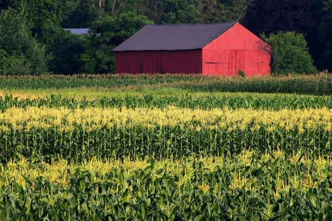 The Valley is known for our picturesque red tobacco barns and expansive cornfields.