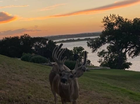 You are welcome to feed the curious deer, but please only give them deer corn, as trash makes them sick.