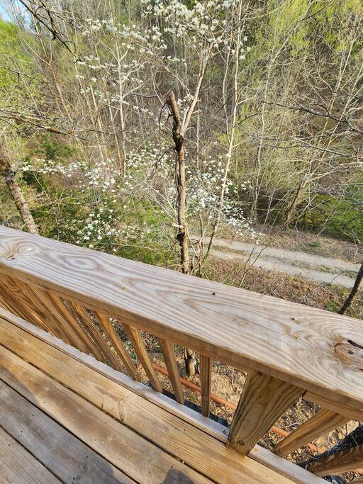 Dogwoods in bloom in April. - Dancing Bear Cabin-Relax, Enjoy! - Sevierville