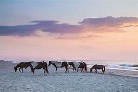 Beautiful Assateague Island with its wild horses.
