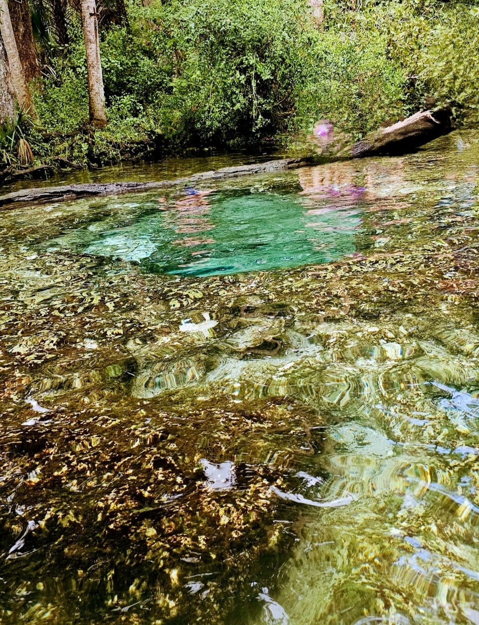 One of the seven sister springs