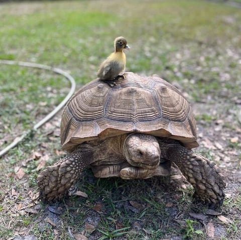 Ra the Tortoise, he loves cucumbers so bring some snackies!