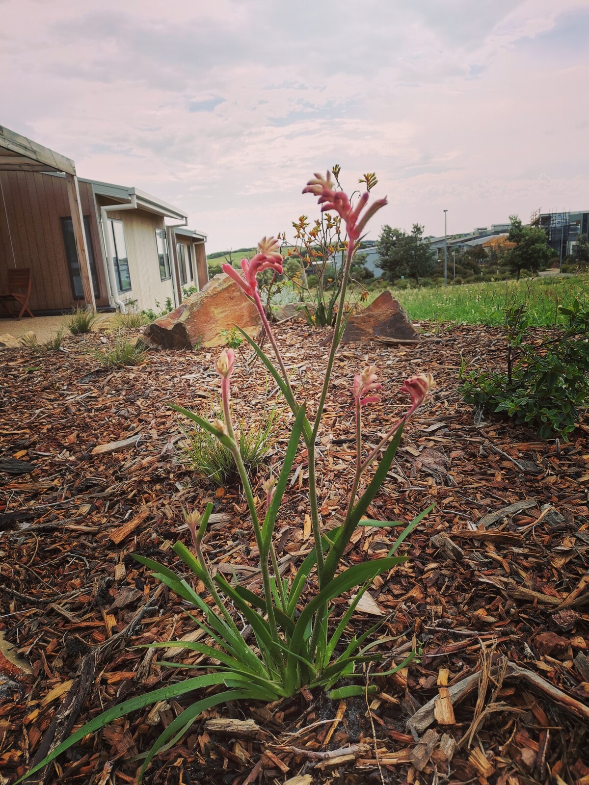 Native and indigenous planting.