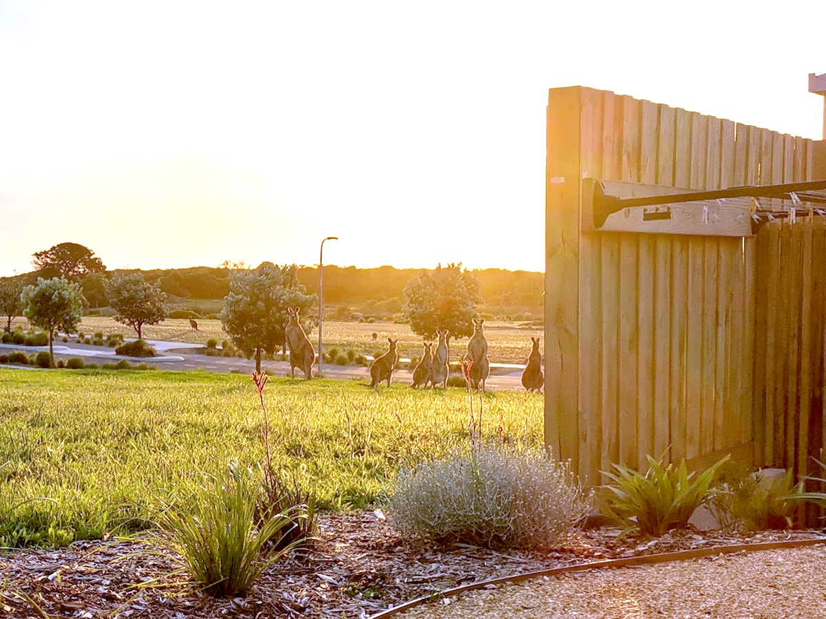 At magic hour the roos graze and people-watch.