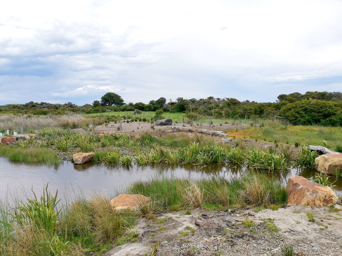 Wetlands frequented by frogs and birds, 2 minute walk from house.