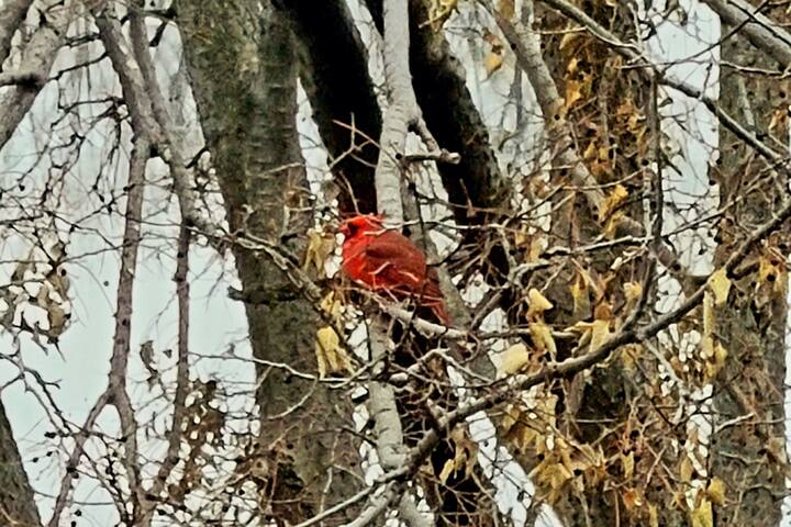 Koselig Cottage on Medicine Lake - Minneapolis