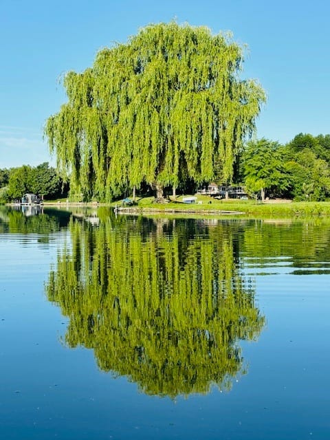 Willow tree reflection 