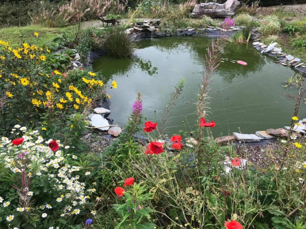 Cosy Cottage in Wild Countryside by Llys-y-Fran - Clynderwen