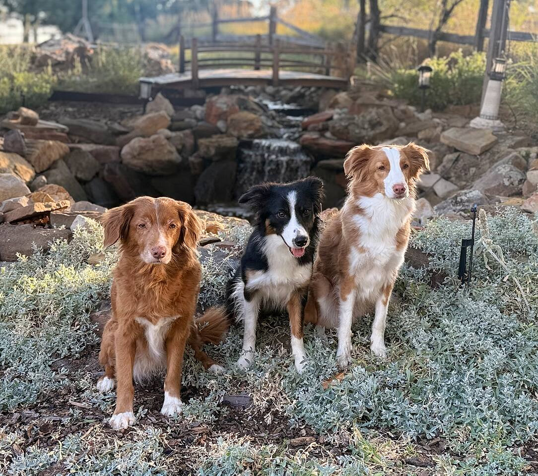 Must like dogs since you could come across my 3 dogs