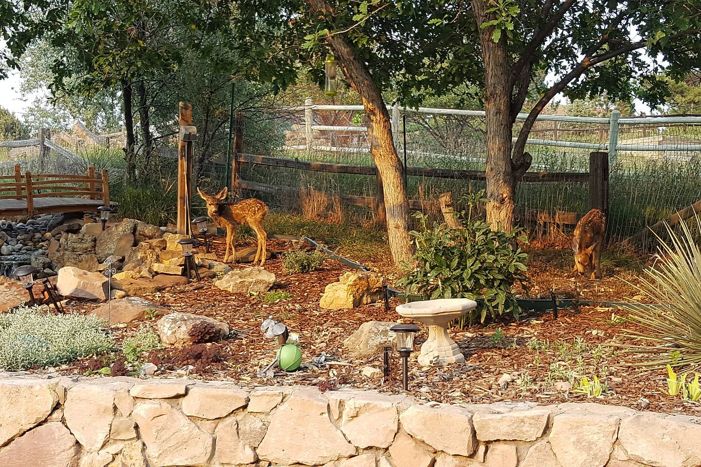 Fawns that were born in the neighbors yard in 2018.