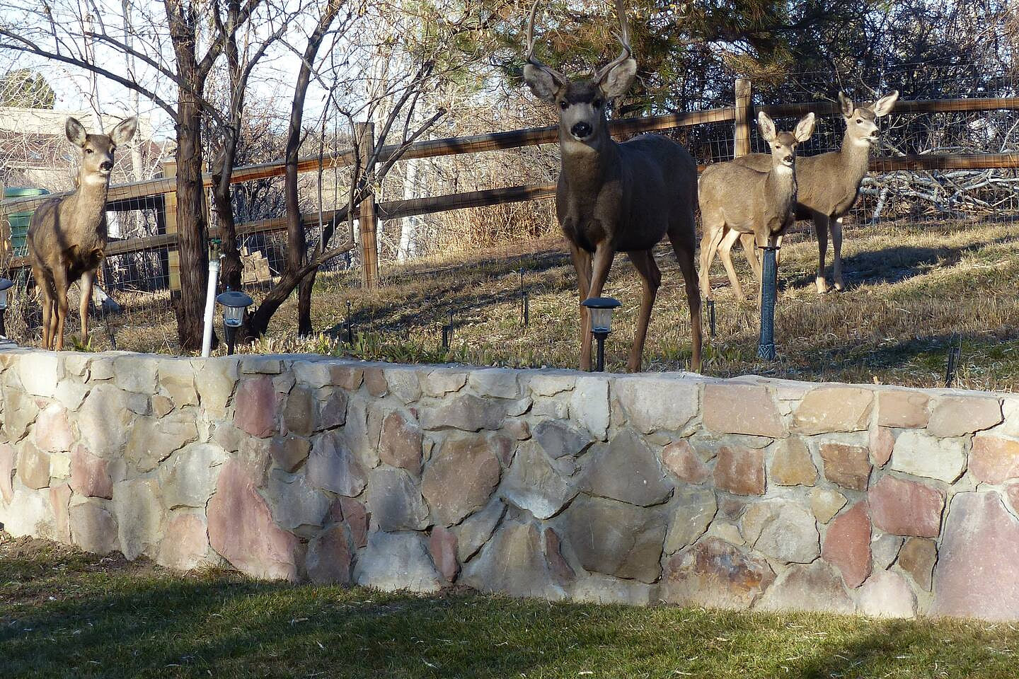 You may be visited by the deer who are in the neighborhood
