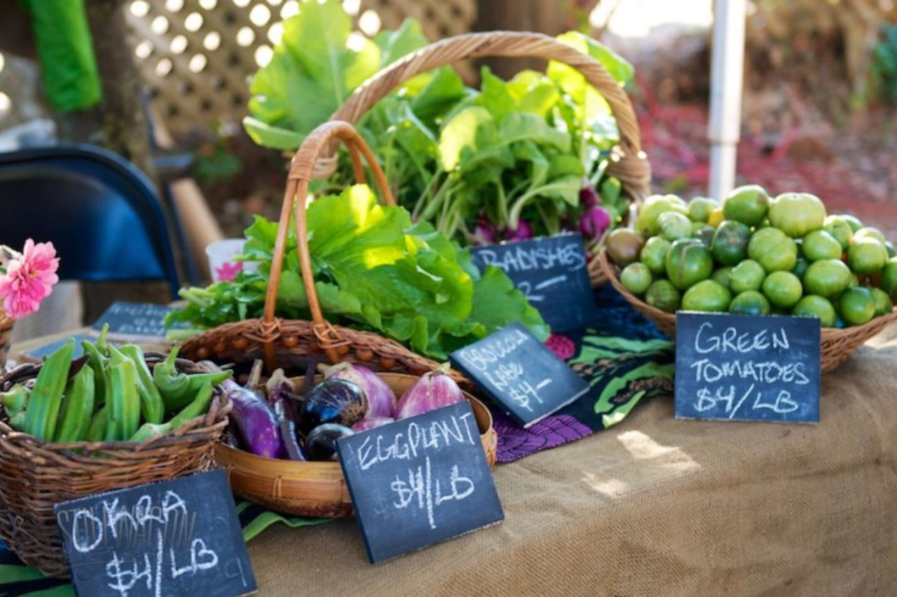 tree-top-sanctuary-or-morningside/
