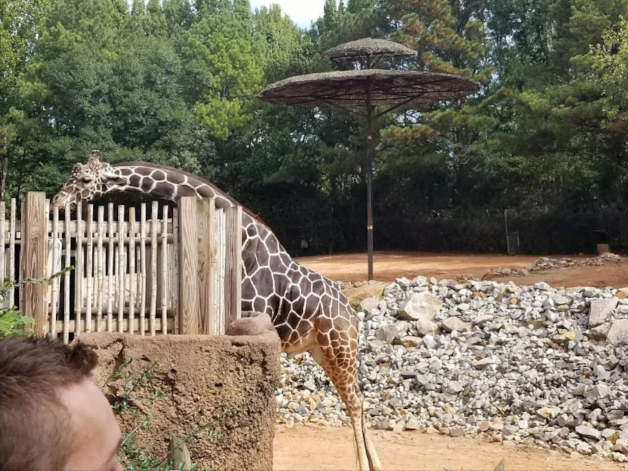 Cozy Hideaway | Kirkwood | LOCAL - Atlanta