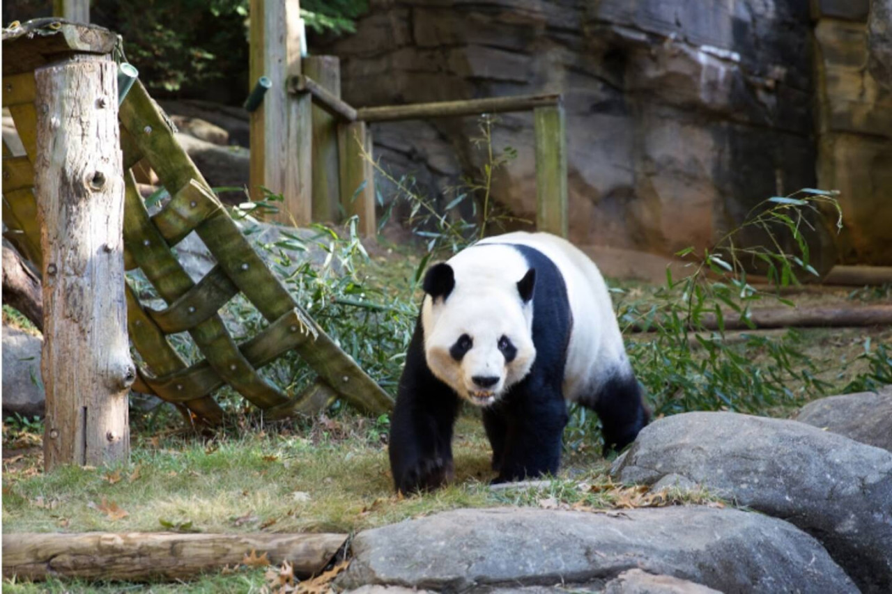 Cozy Hideaway | Kirkwood | LOCAL - Atlanta