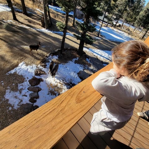 One of the reasons guests love Bear Necessities Lodge: wildlife sightings right from the deck.