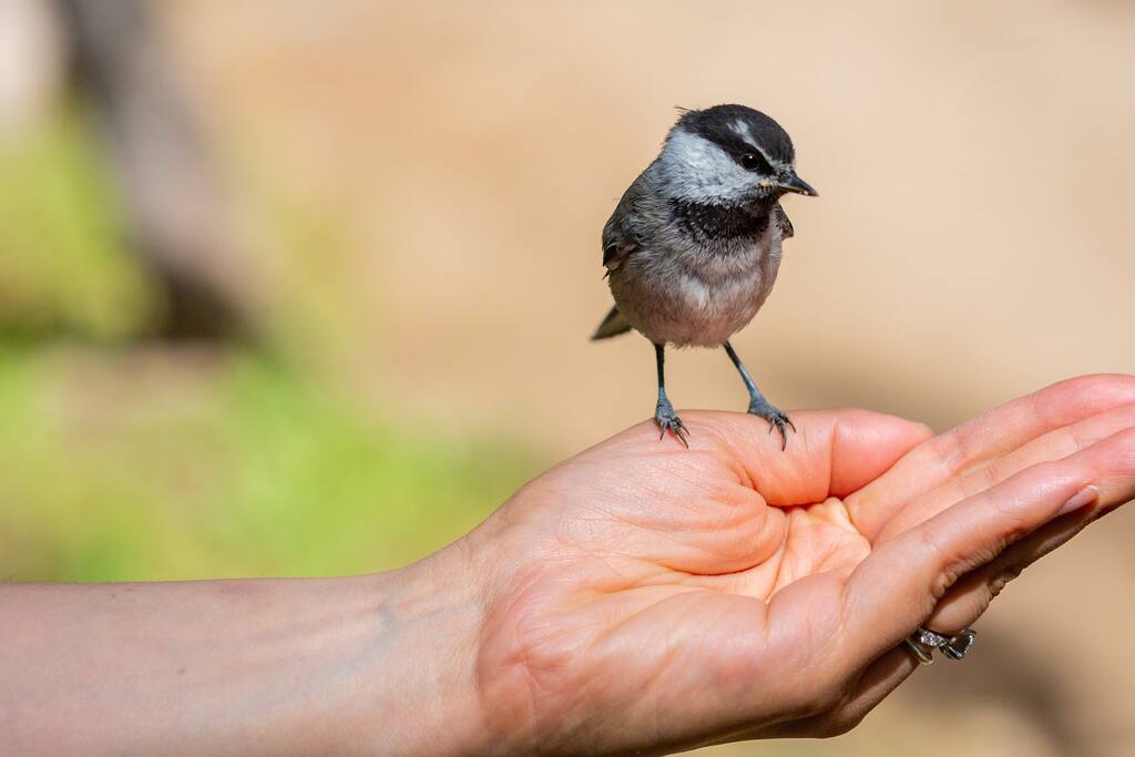 very friendly Chickadee Birds on Chickadee Ridge - Private Beach | Lakeside Luxe | Hike Kayak Paddle - Tahoe Vista