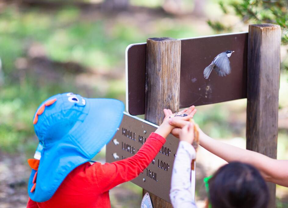 Toddlers have such a great time with Chickadees landing on their hands to eat bird food.  The local ACE hardware has bird feed (they seem to love the peanuts). - Private Beach | Lakeside Luxe | Hike Kayak Paddle - Tahoe Vista