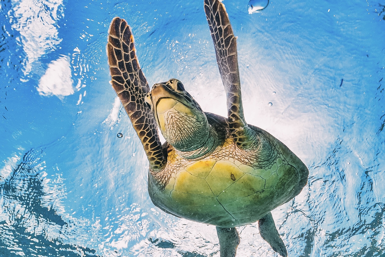 Maui Tropical Sunset - Lahaina