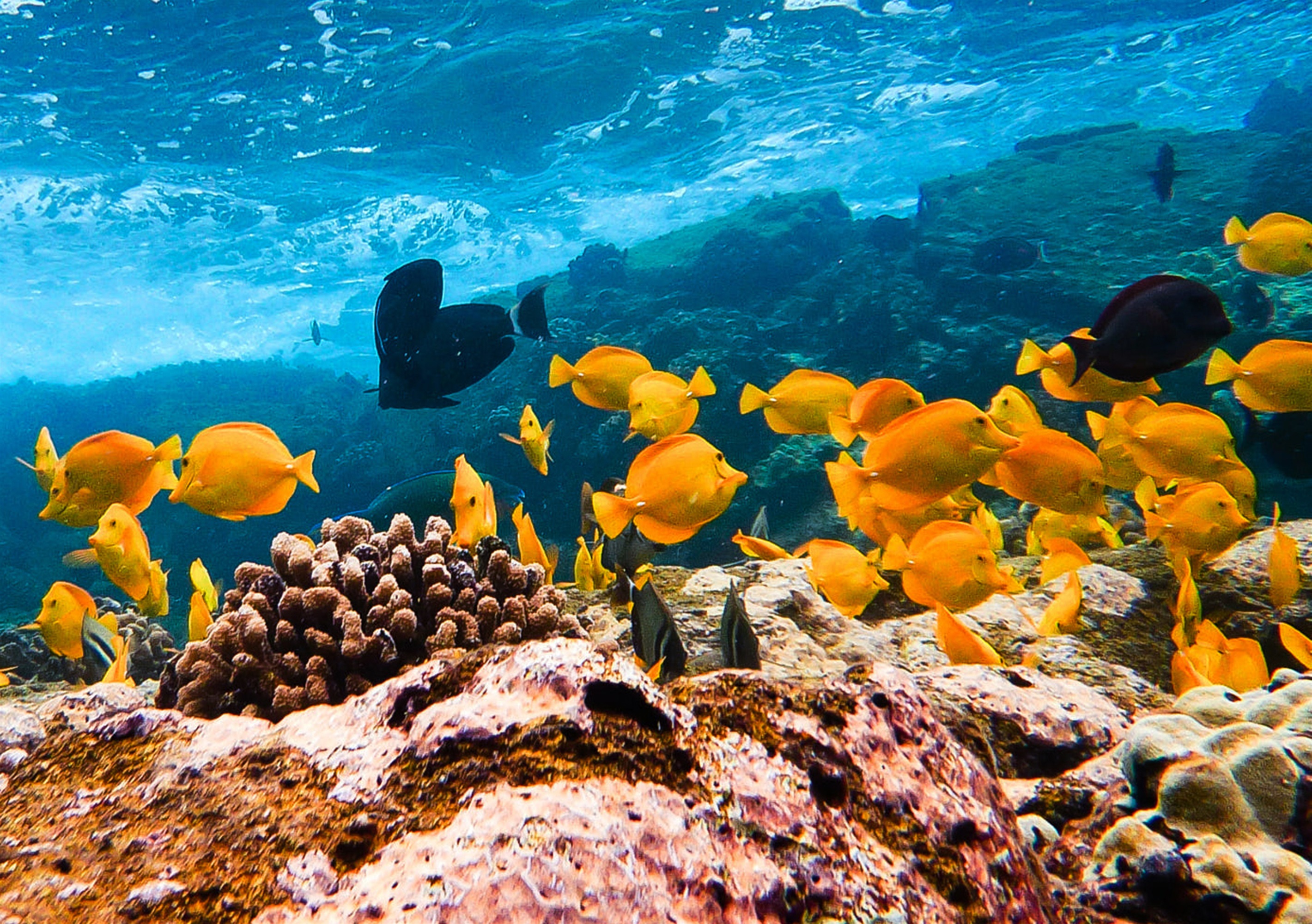 Maui Tropical Sunset - Lahaina